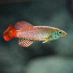 Freshwater Specials